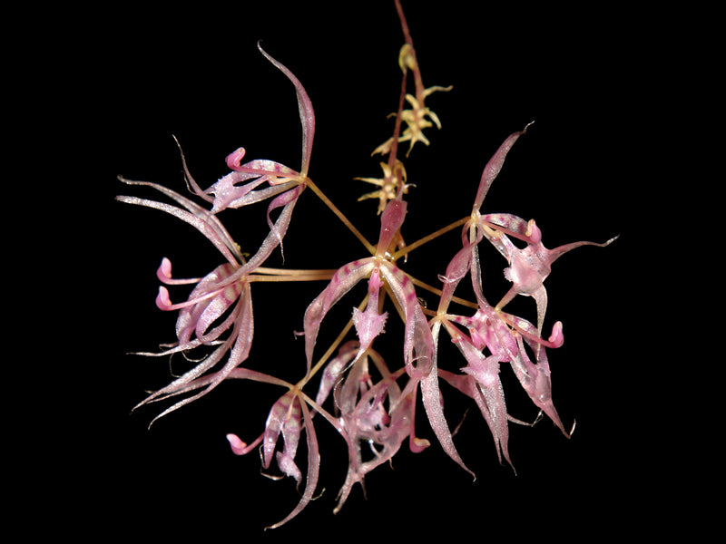 Macroclinium manabinum