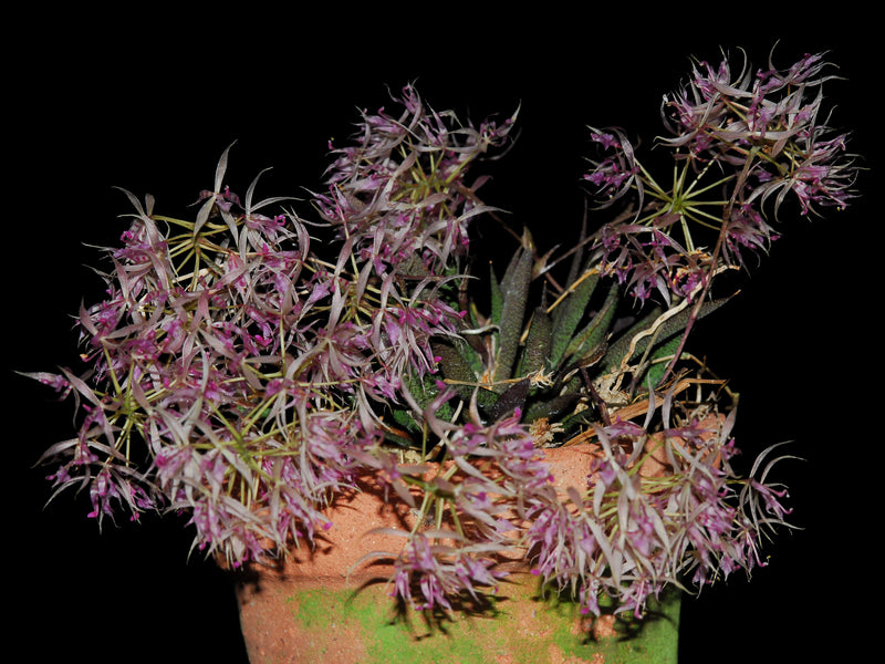 Macroclinium manabinum