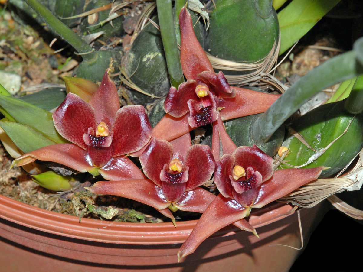 Mapinguan Mapinguari desvauxianus — Ecuagenera Orquídeas del Ecuador