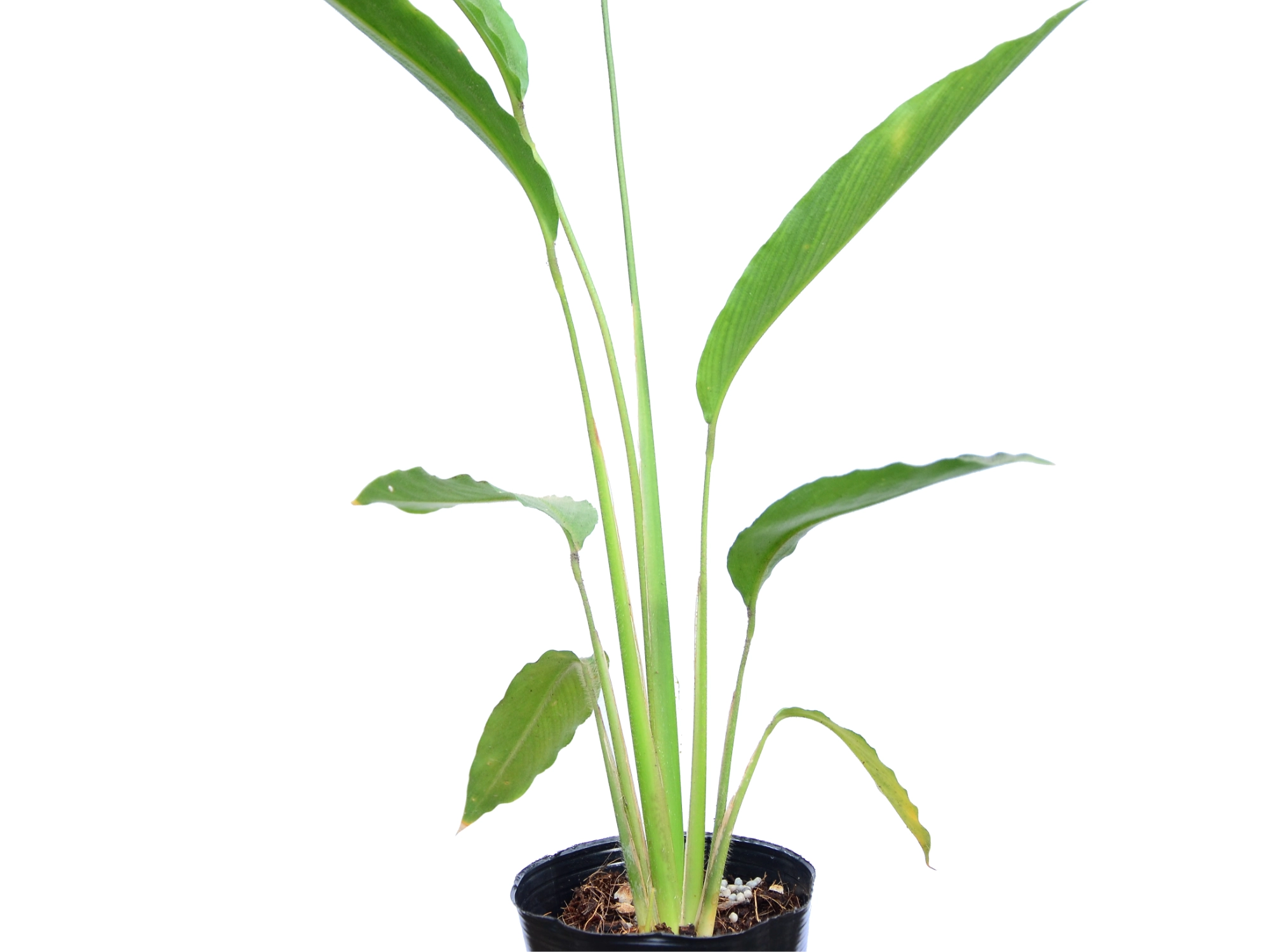 Maranta arundinacea