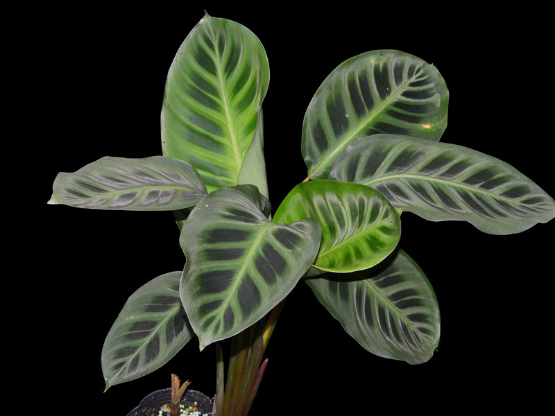 Maranta leuconeura