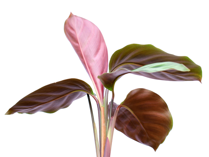 Maranta leuconeura Purple