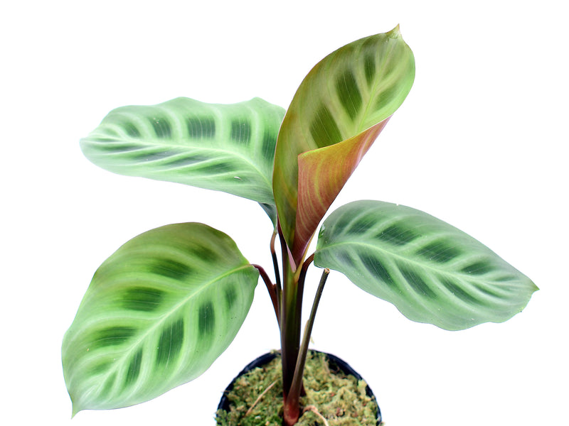 Maranta leuconeura Purple