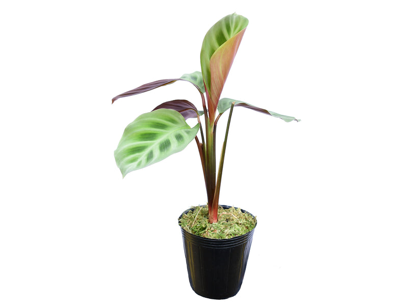 Maranta leuconeura Purple