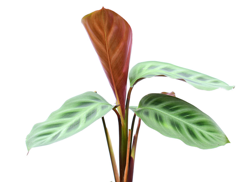 Maranta leuconeura Purple