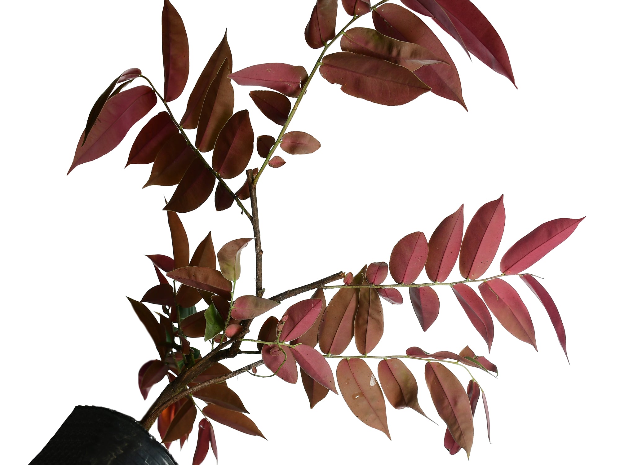 Marcgravia Hoja Morada