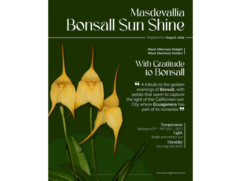 Masdevallia Bonsall Sun Shine