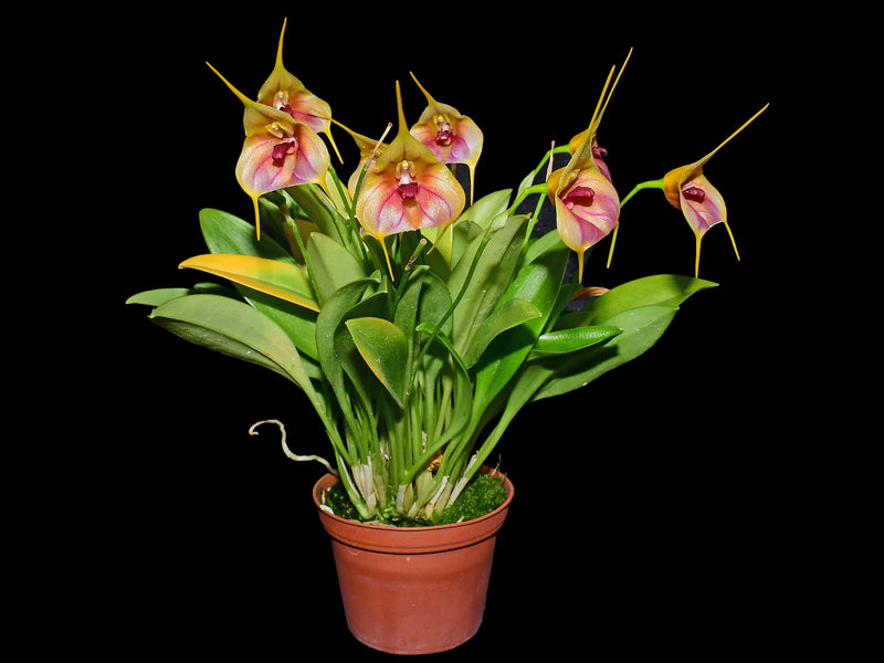Masdevallia Celestial Stripes