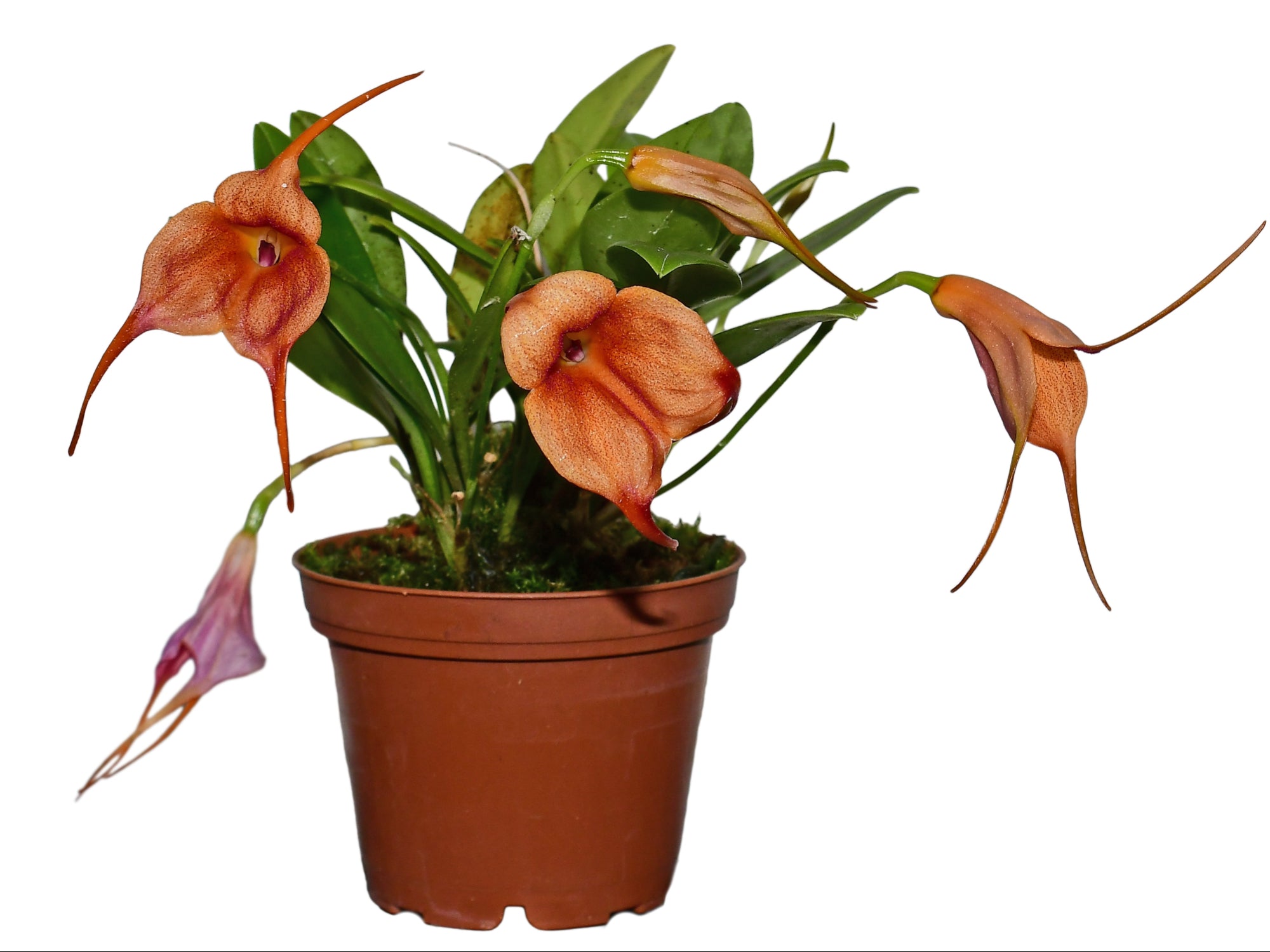 Masdevallia Gold Dust