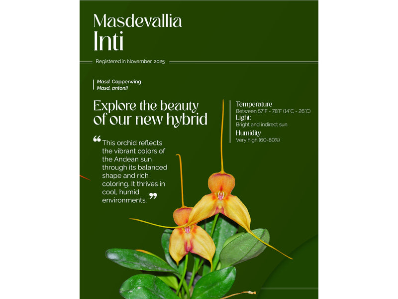 Masdevallia Inti