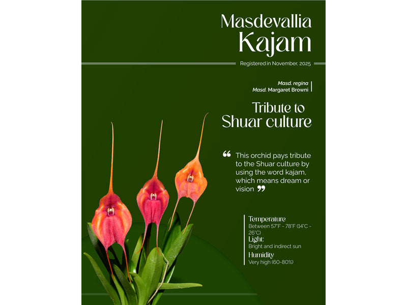 Masdevallia Kajam