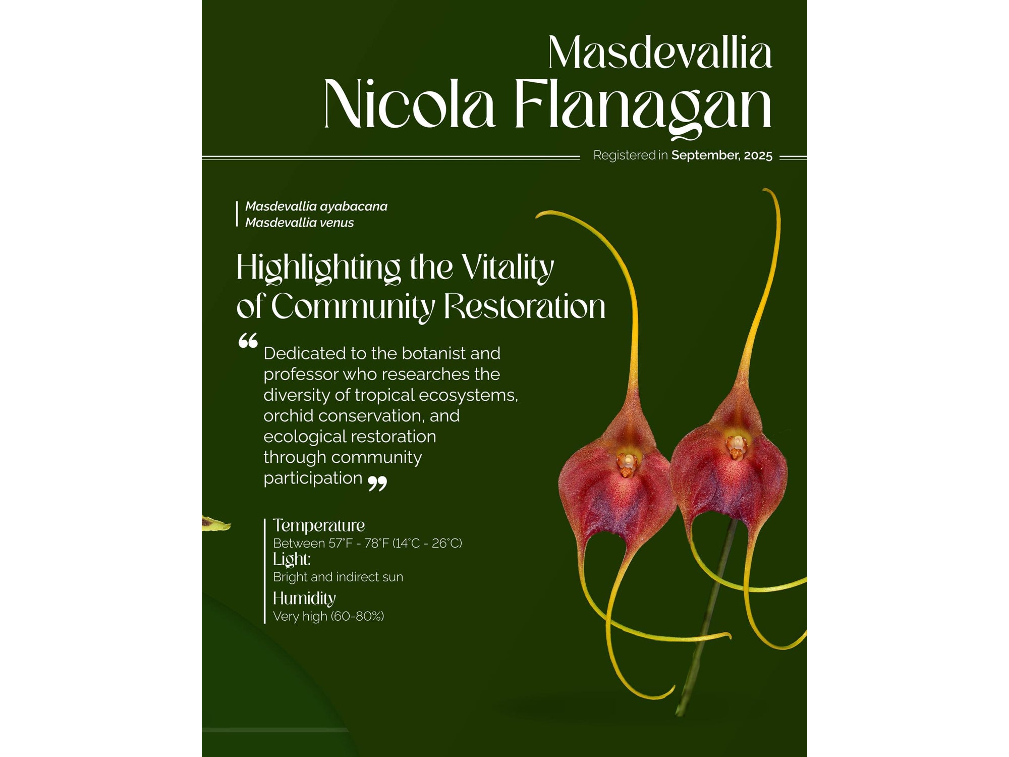 Masdevallia Nicola Flanagan – Cool-Growing Hybrid Orchid