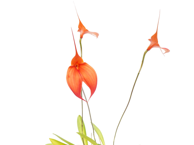 Masdevallia Samantha Kha