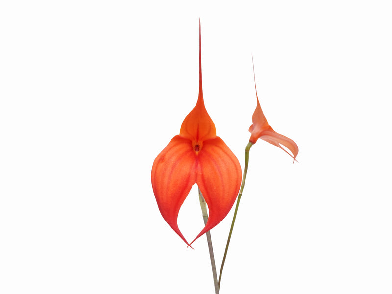Masdevallia Samantha Kha