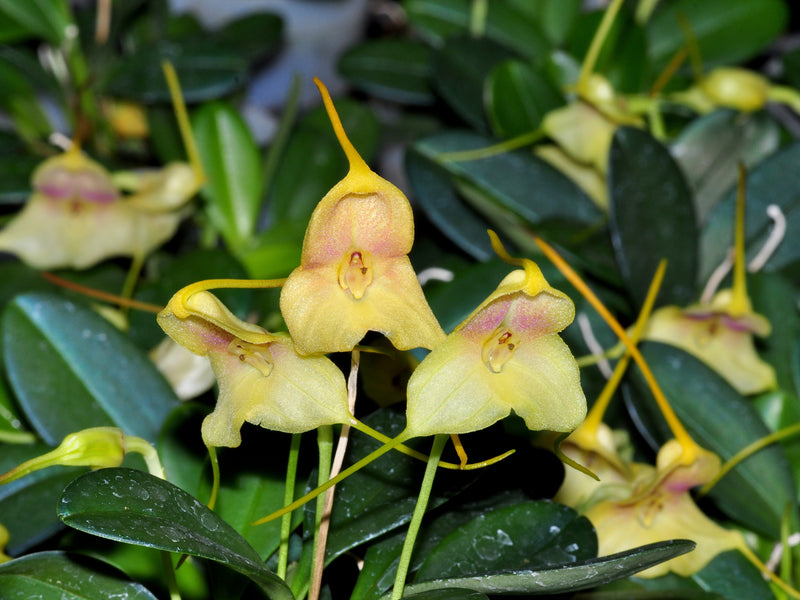 Masdevallia asterotricha