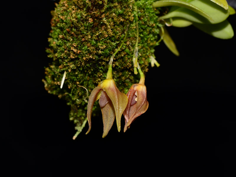 Masdevallia berthae