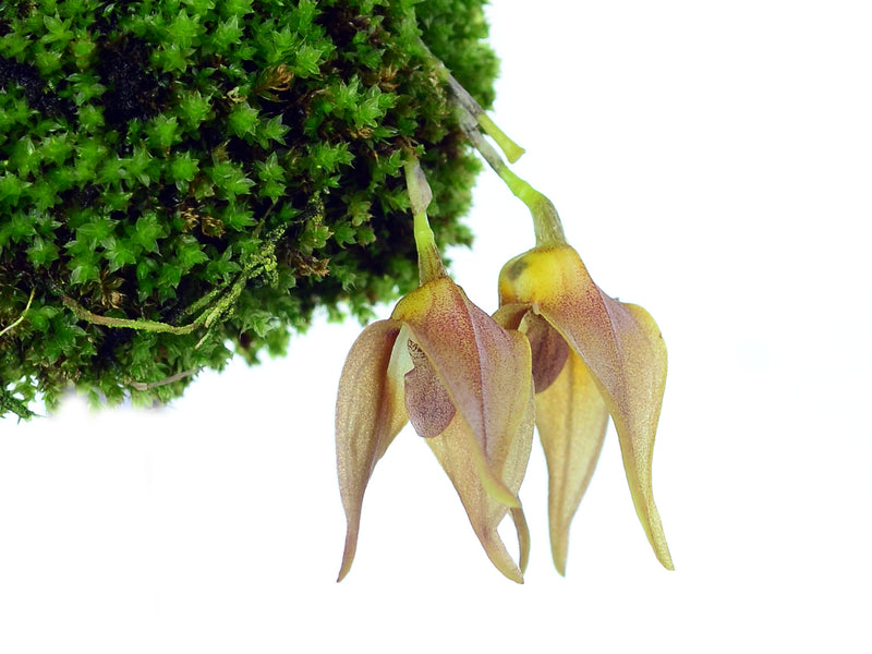 Masdevallia berthae
