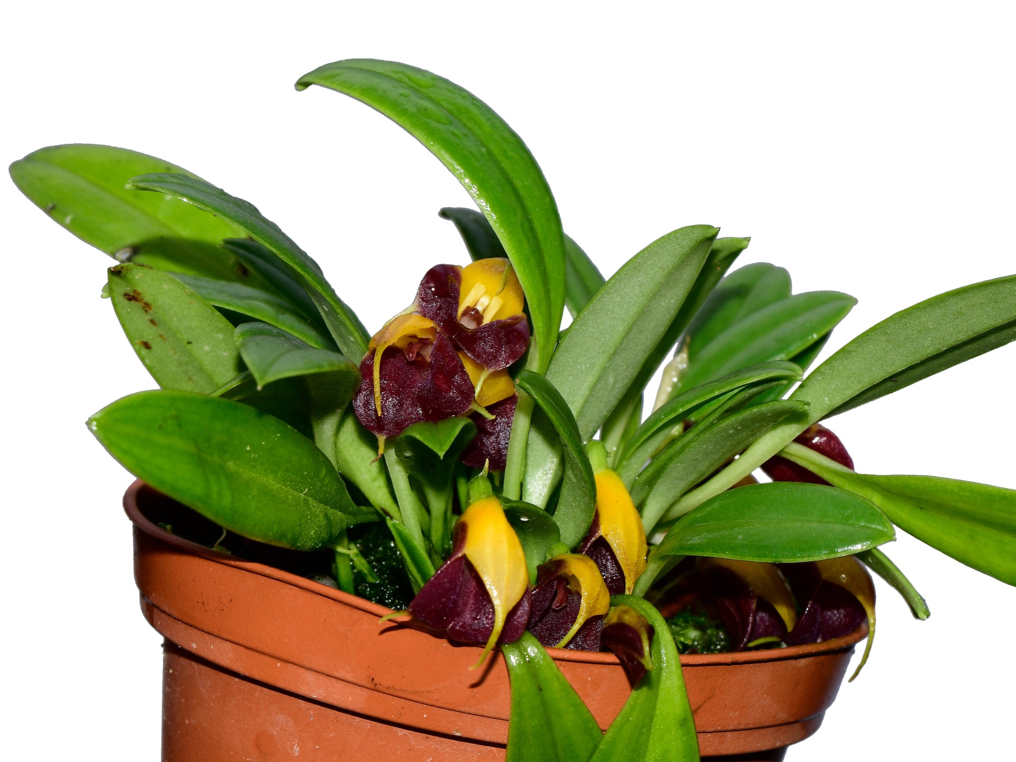 Masdevallia brachyura