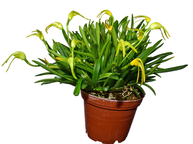 Masdevallia falcago
