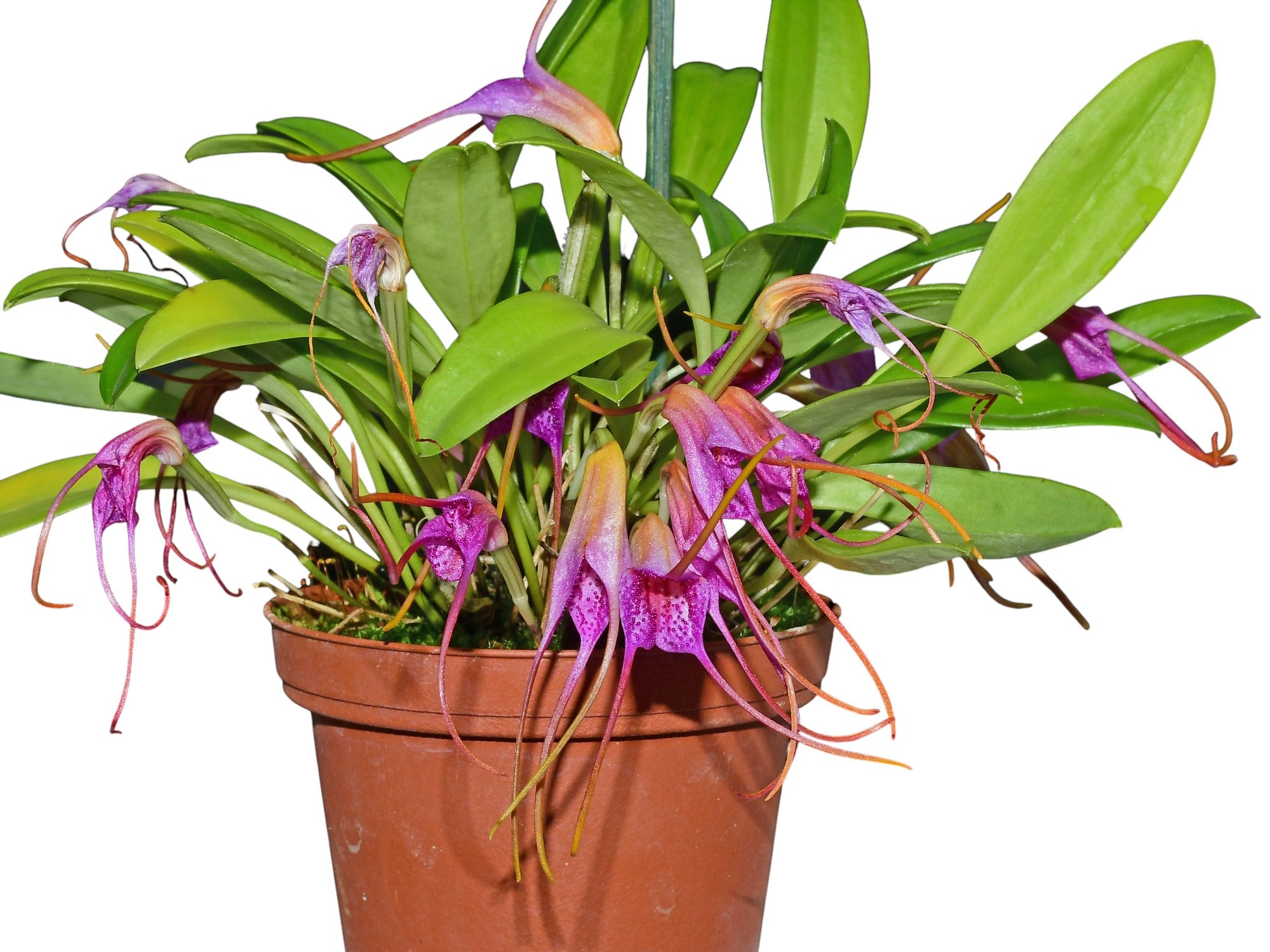 Masdevallia glandulosa