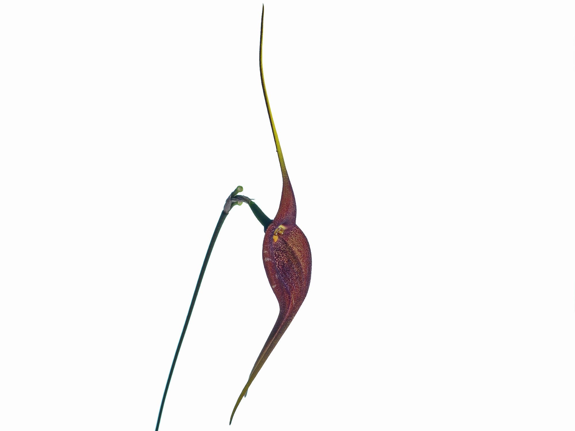 Masdevallia goliath