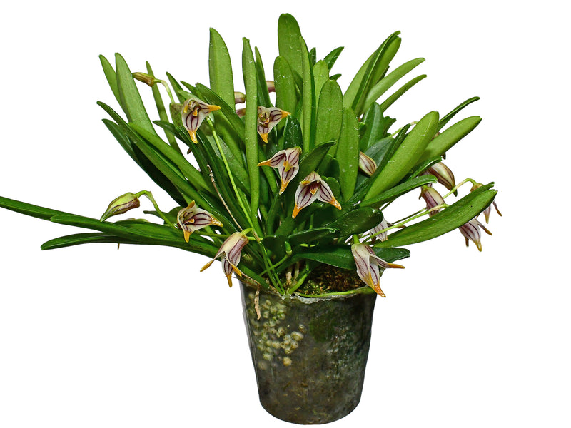 Masdevallia striatella