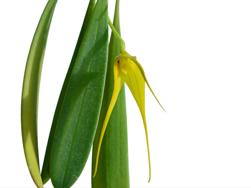 Masdevallia caesia f. xanthina