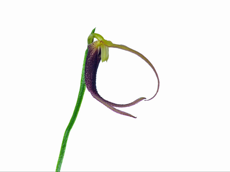 Masdevallia don-quijote