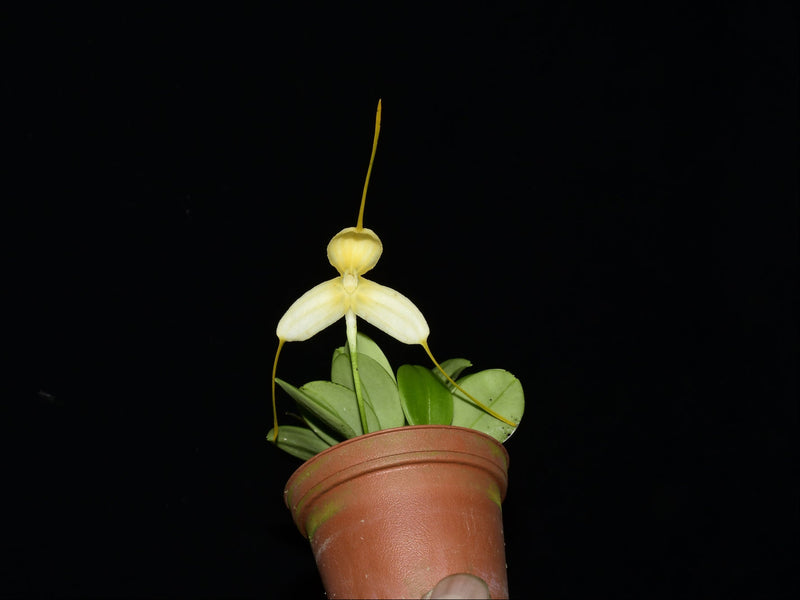 Masdevallia immensa