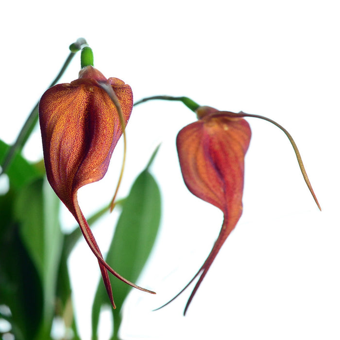 Masdevallia Dragon Gem