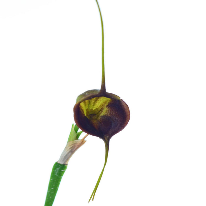 Masdevallia echo