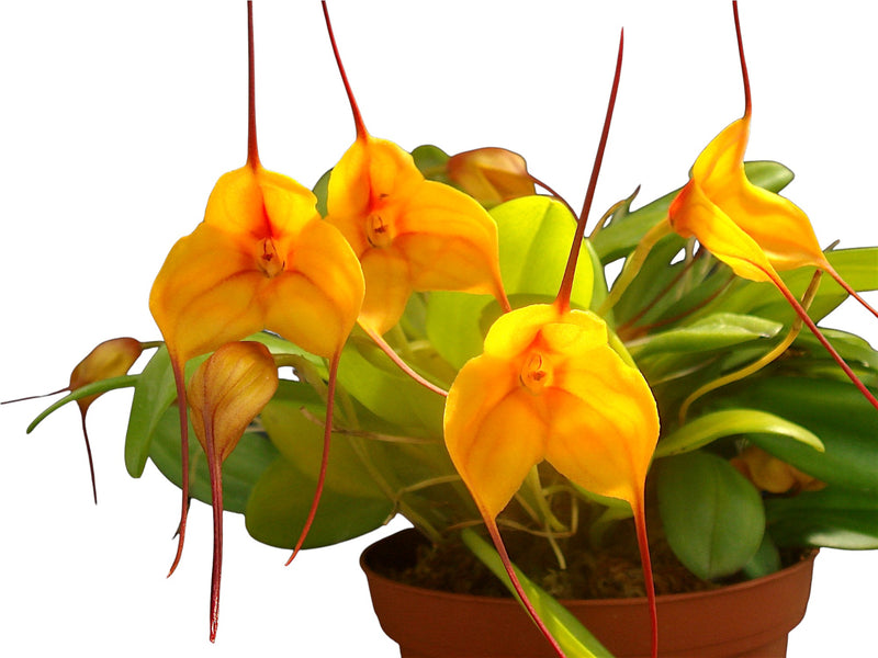 Masdevallia Angel Candy