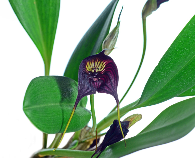 Masdevallia Haven Eileen