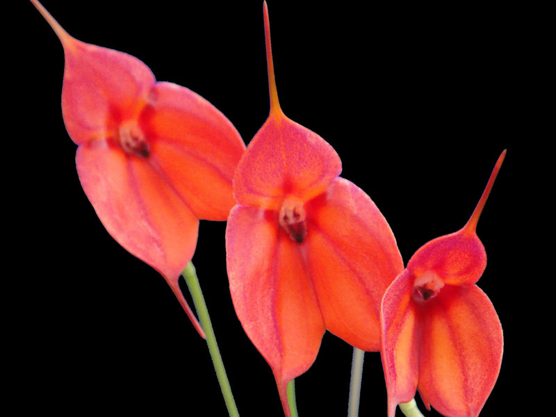 Masdevallia Highland Fling