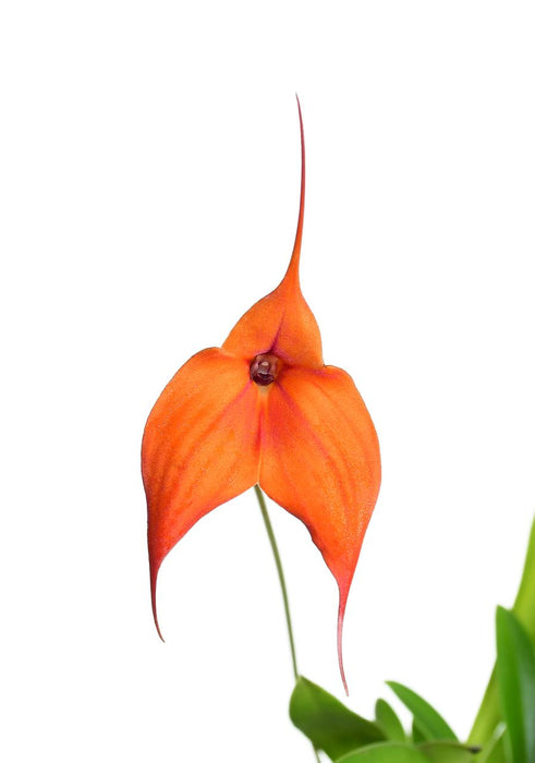 Masdevallia Madona