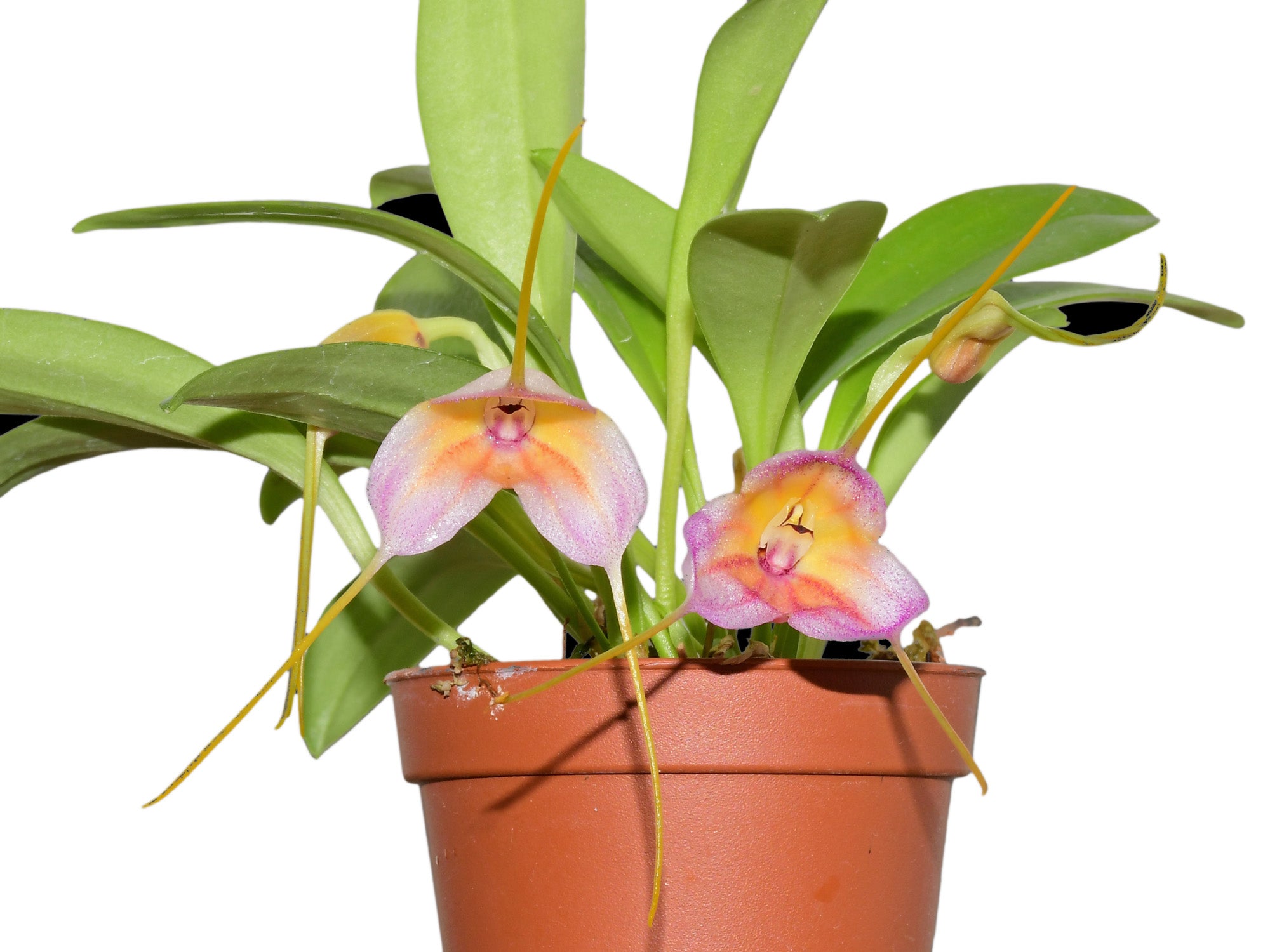 Masdevallia AC Portilla