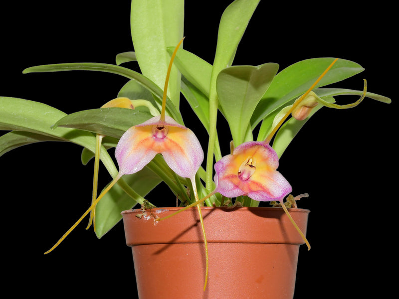 Masdevallia AC Portilla