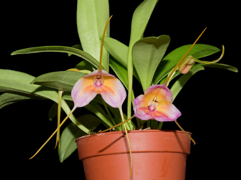 Masdevallia AC Portilla