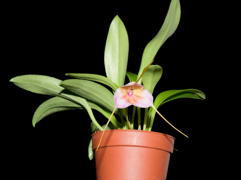 Masdevallia AC Portilla