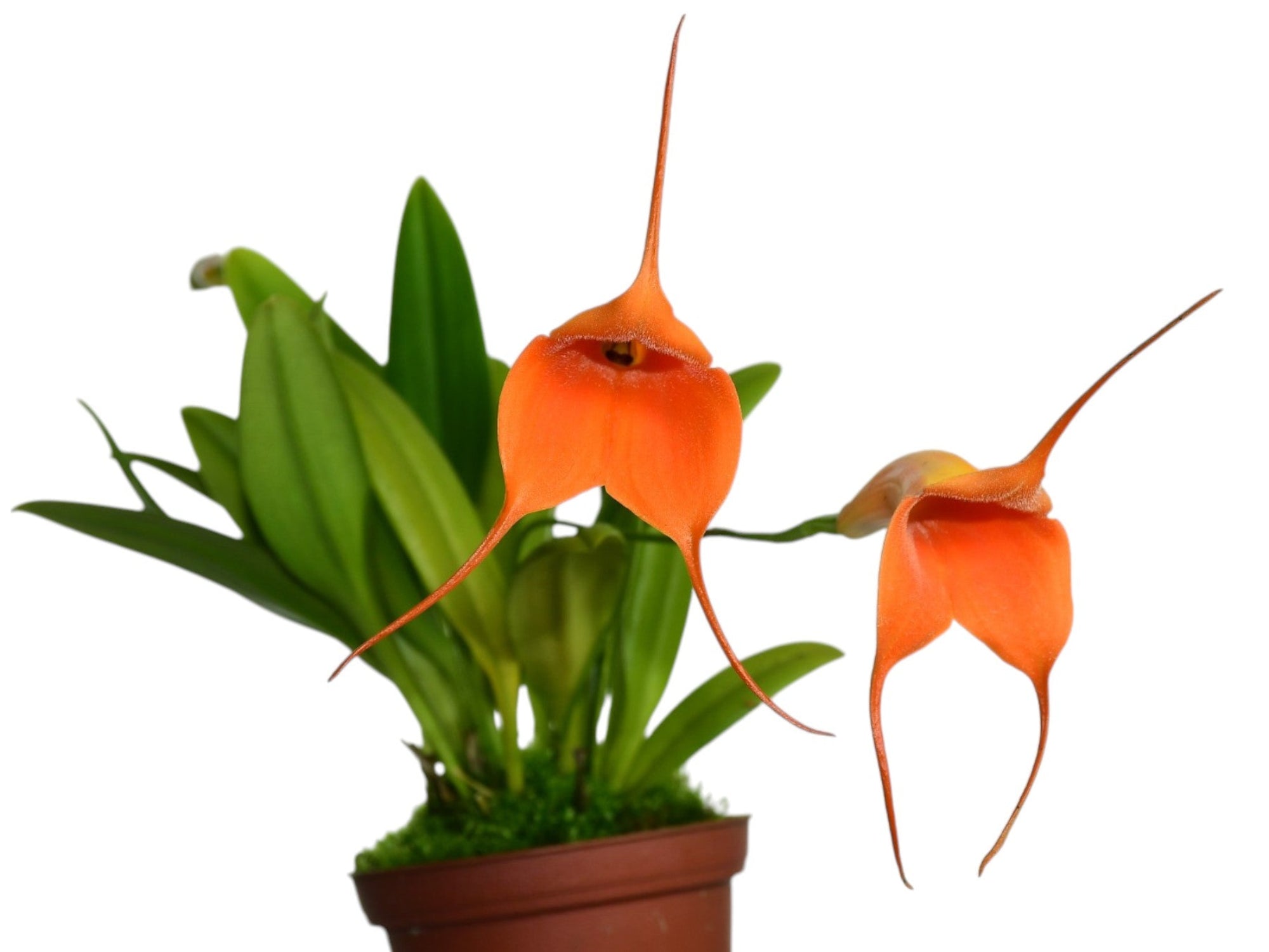 Masdevallia A Carchi