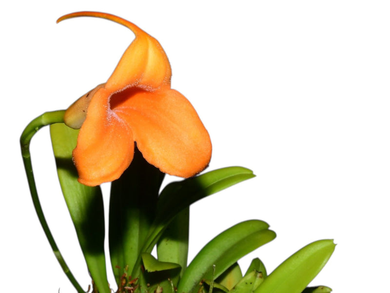 Masdevallia A Carchi