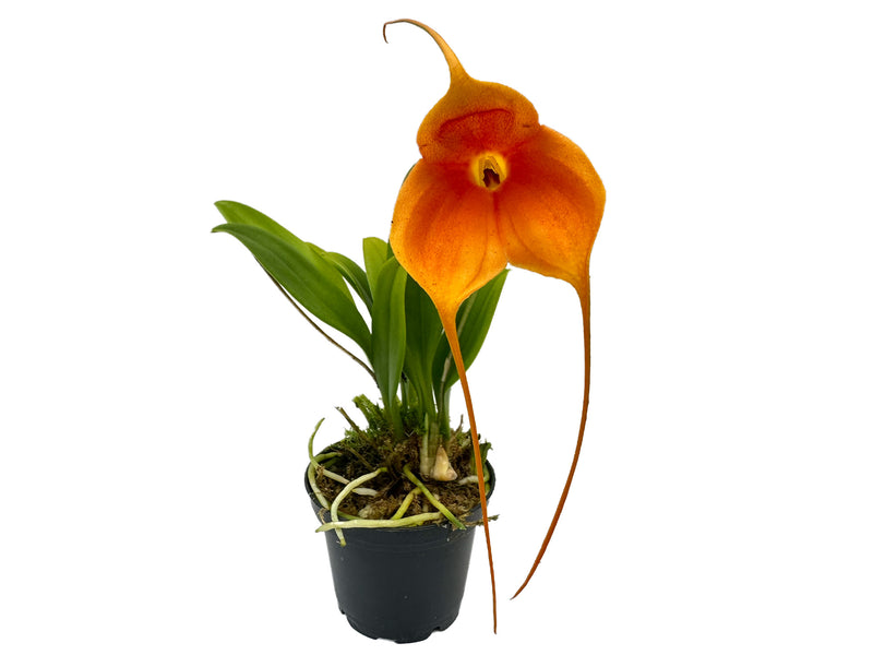 Masdevallia Adieu