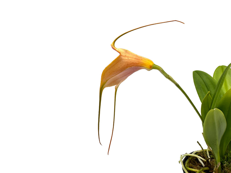 Masdevallia Adieu