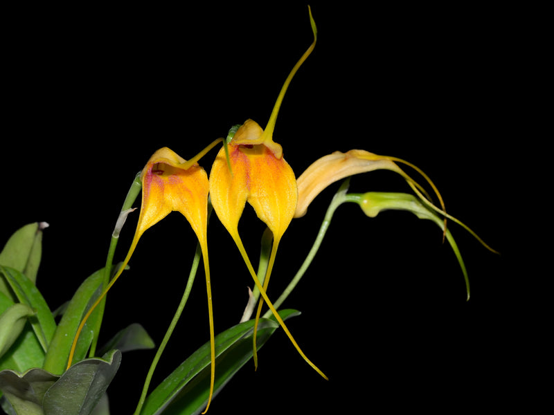 Masdevallia Aidita Tosi