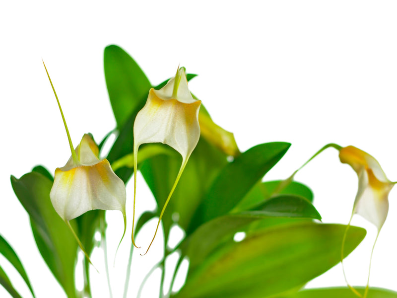 Masdevallia Aidita Tosi