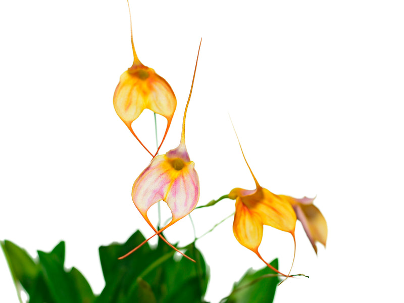 Masdevallia Alyssa Maria