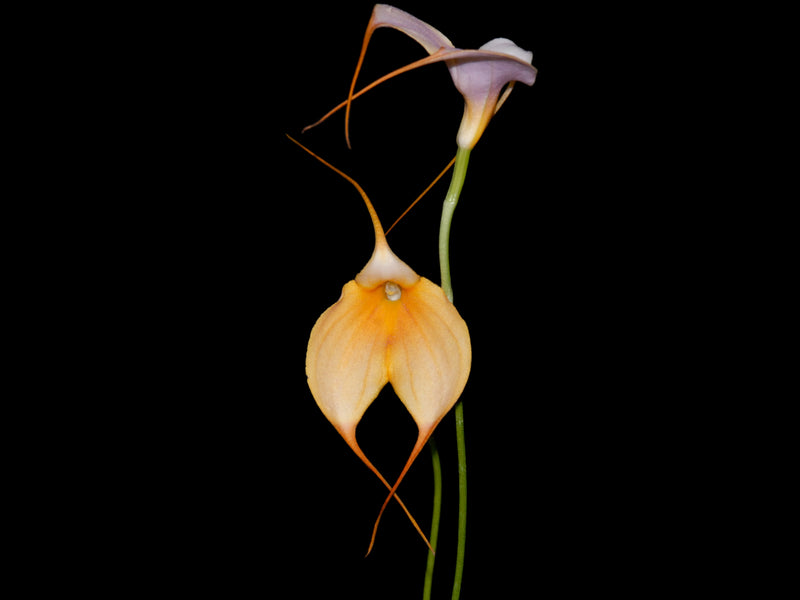 Masdevallia Alyssa Maria