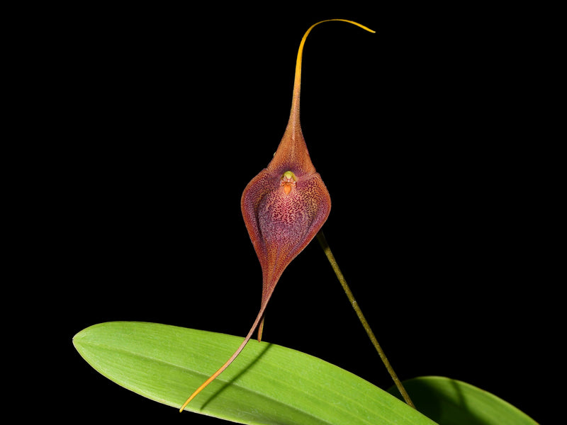 Masdevallia Amazon Leopard