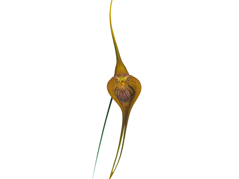 Masdevallia Amazon Leopard