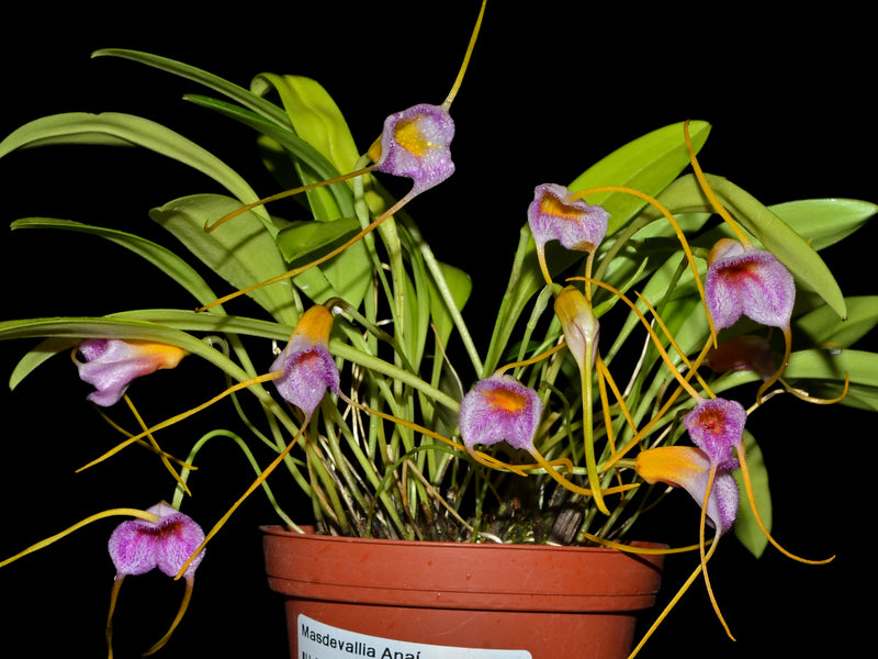 Masdevallia Anai